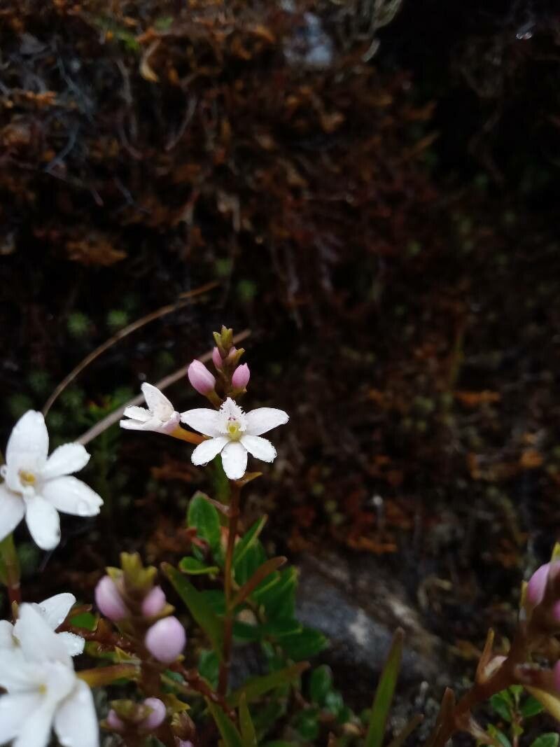 Epidendrum fimbriatum flower