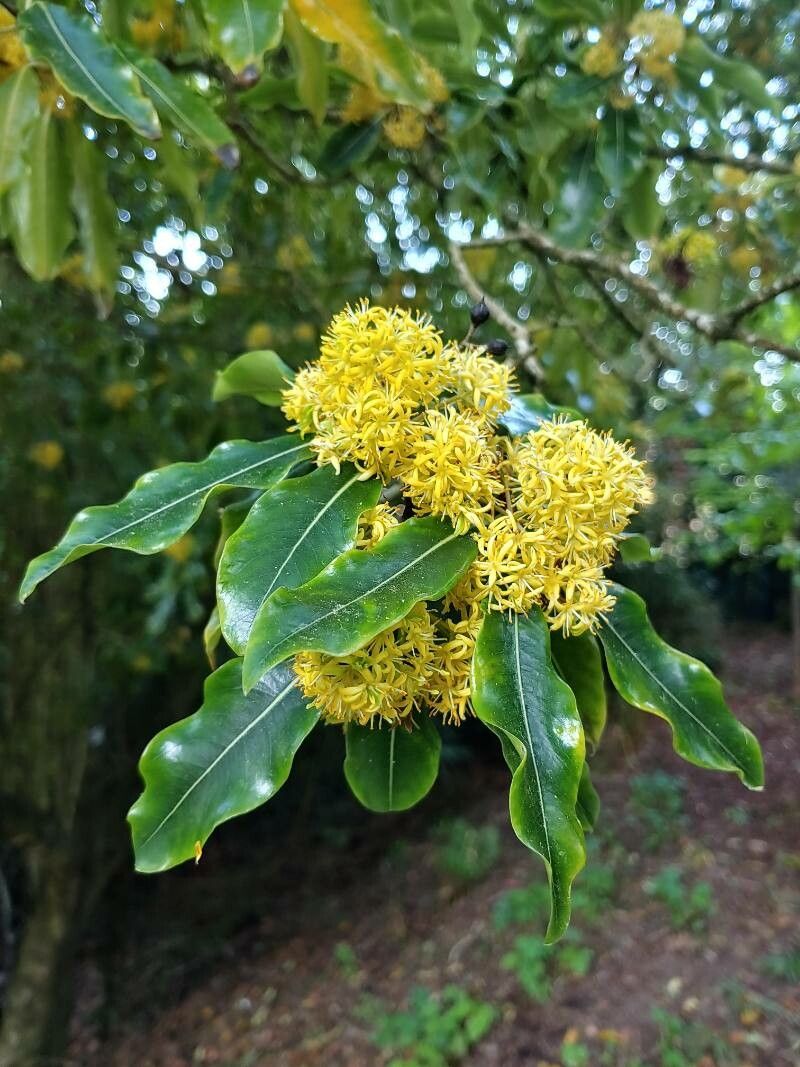 Pittosporum eugenioides habit