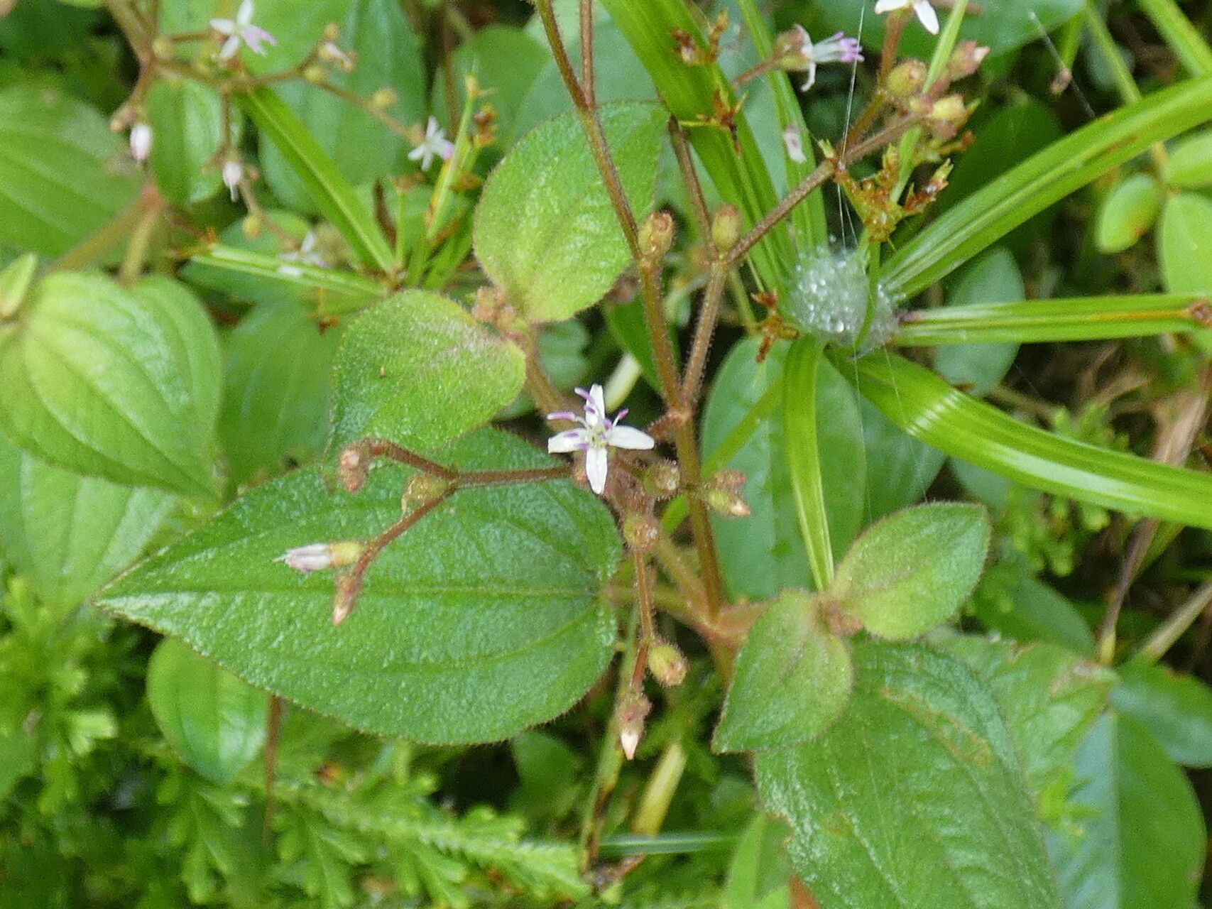 Aciotis polystachya — houseplant care guide