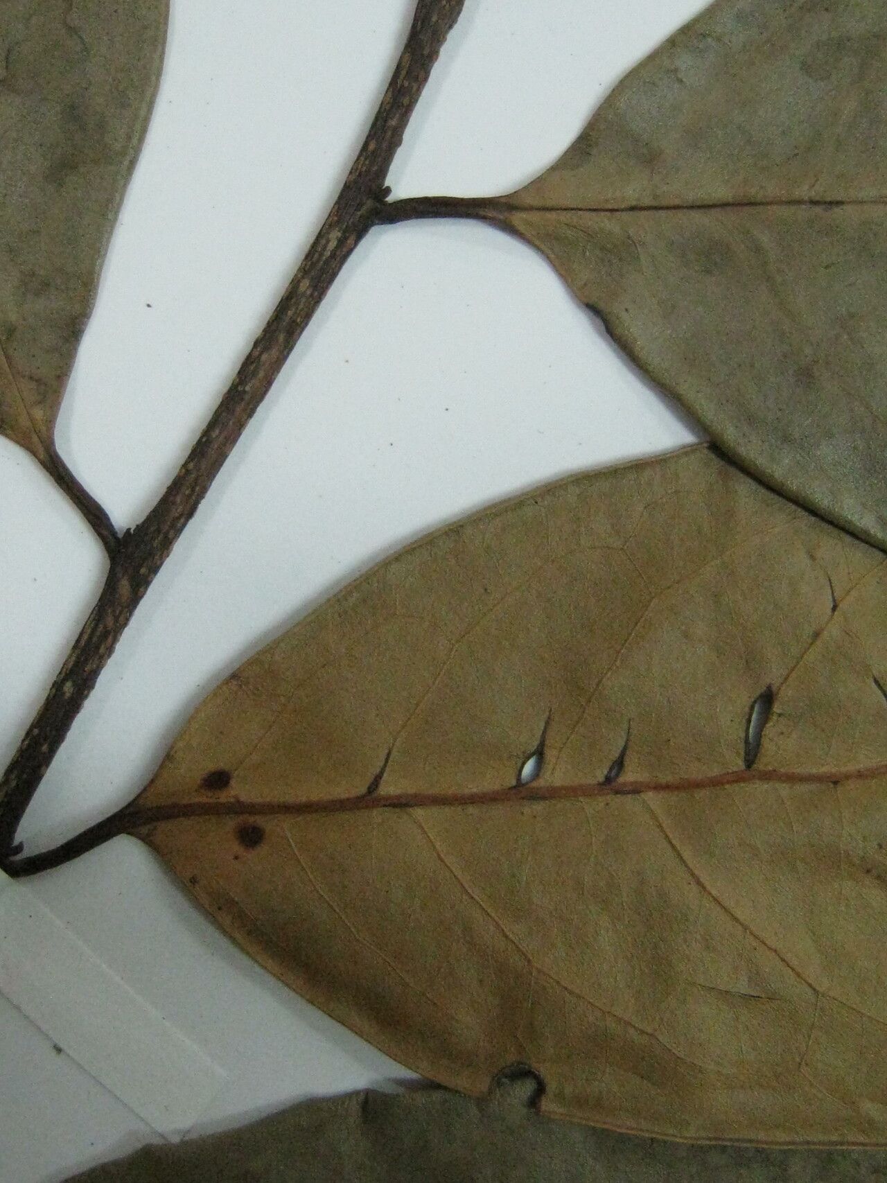 Prunus myrtifolia other