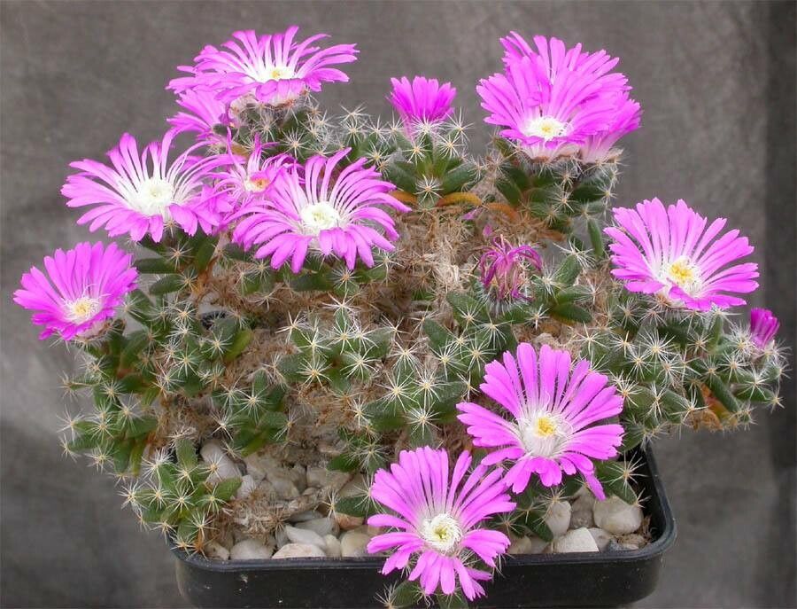 Trichodiadema peersii habit