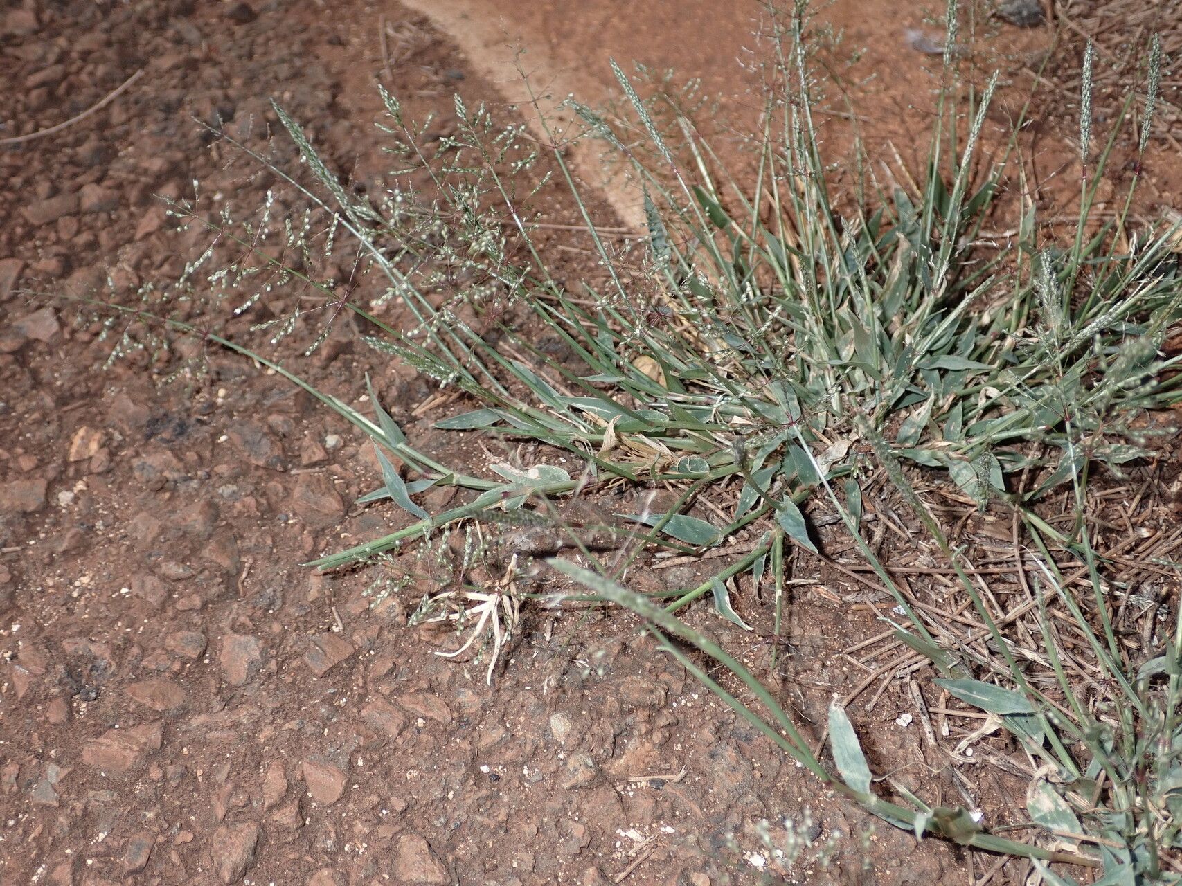 Sporobolus coromandelianus habit