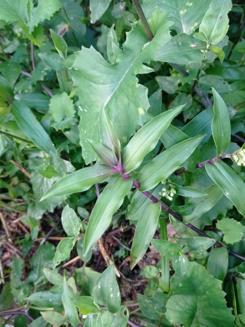 Tripogandra serrulata leaf