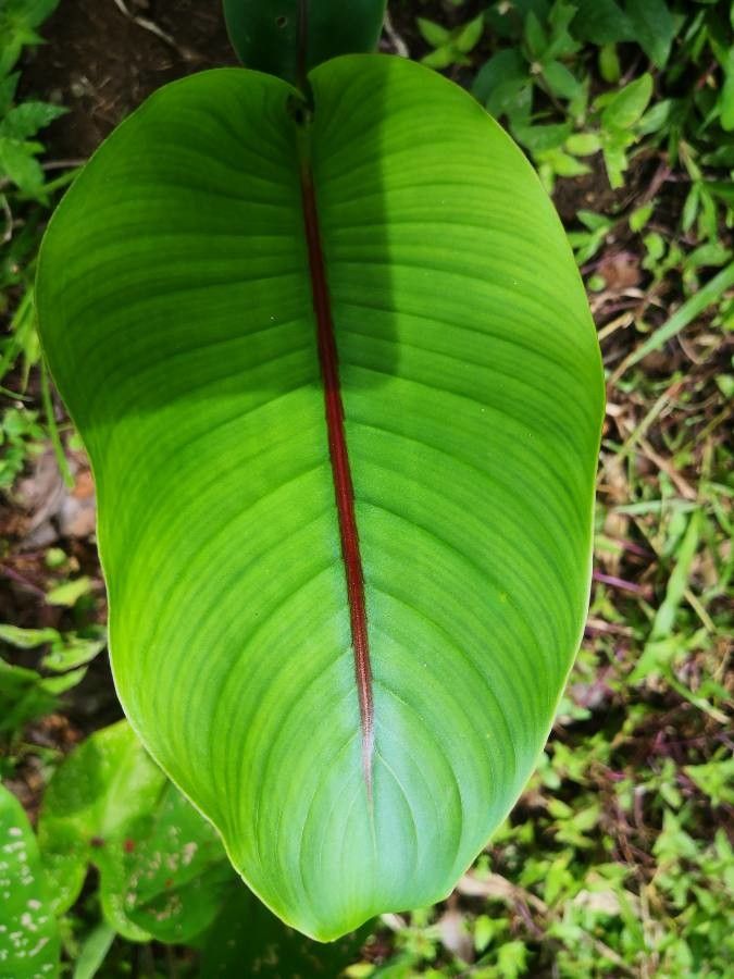 Heliconia spp. — difficult care houseplant