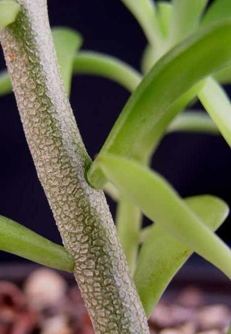 Graptopetalum fruticosum bark
