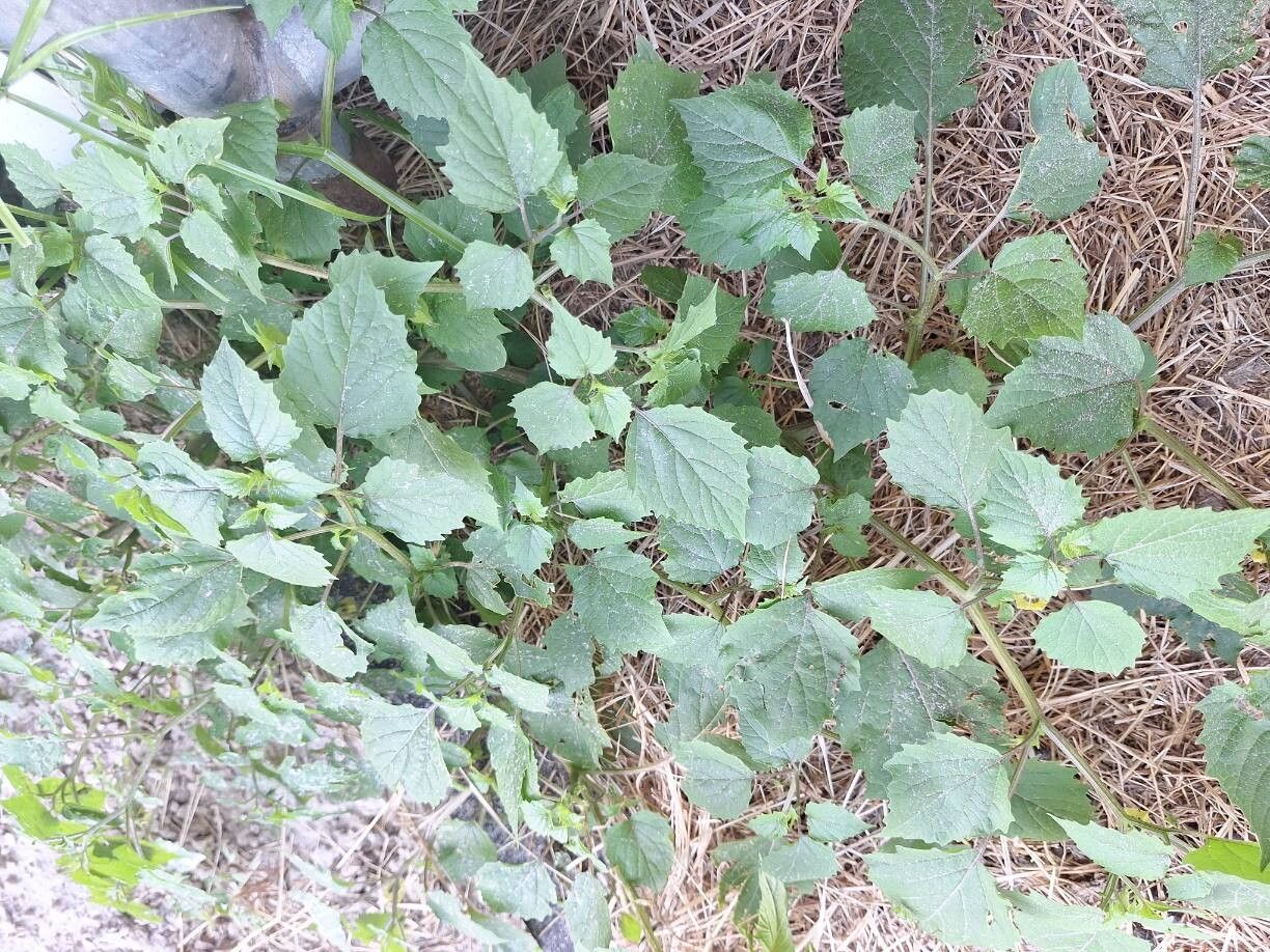 Physalis cordata leaf