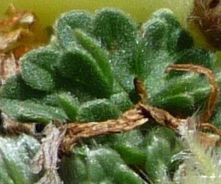Geranium sessiliflorum leaf
