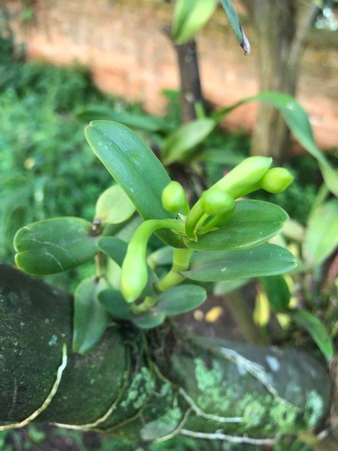 Epidendrum latilabre — search result for 'Epidendrum'