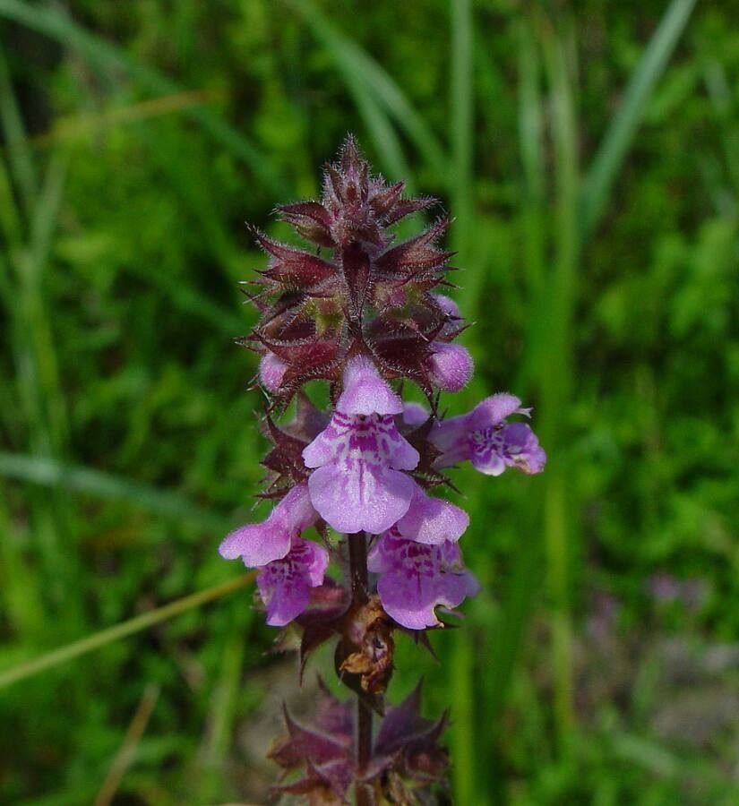 Stachys palustris flower