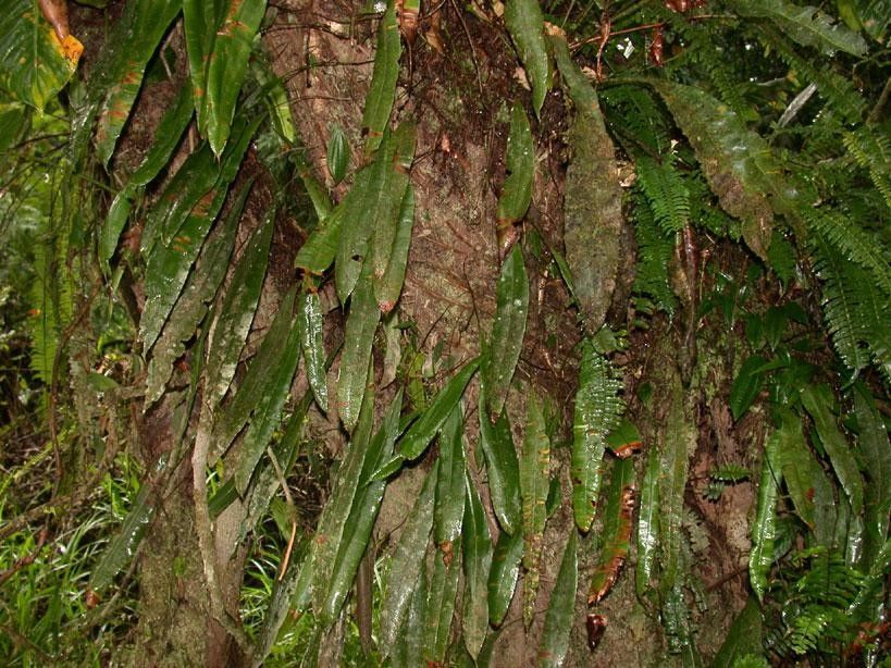 Oleandra articulata bark