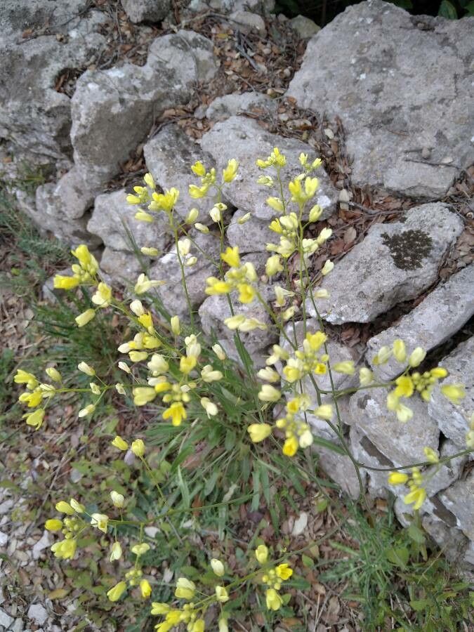 Biscutella brevicaulis flower
