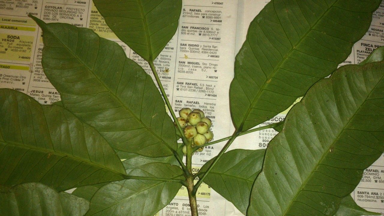Dendropanax arboreus leaf