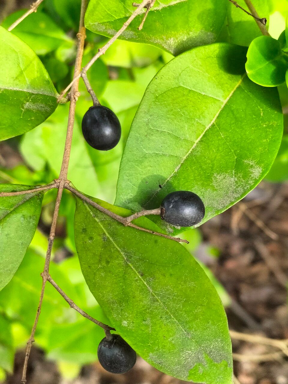 Ligustrum × vicaryi fruit