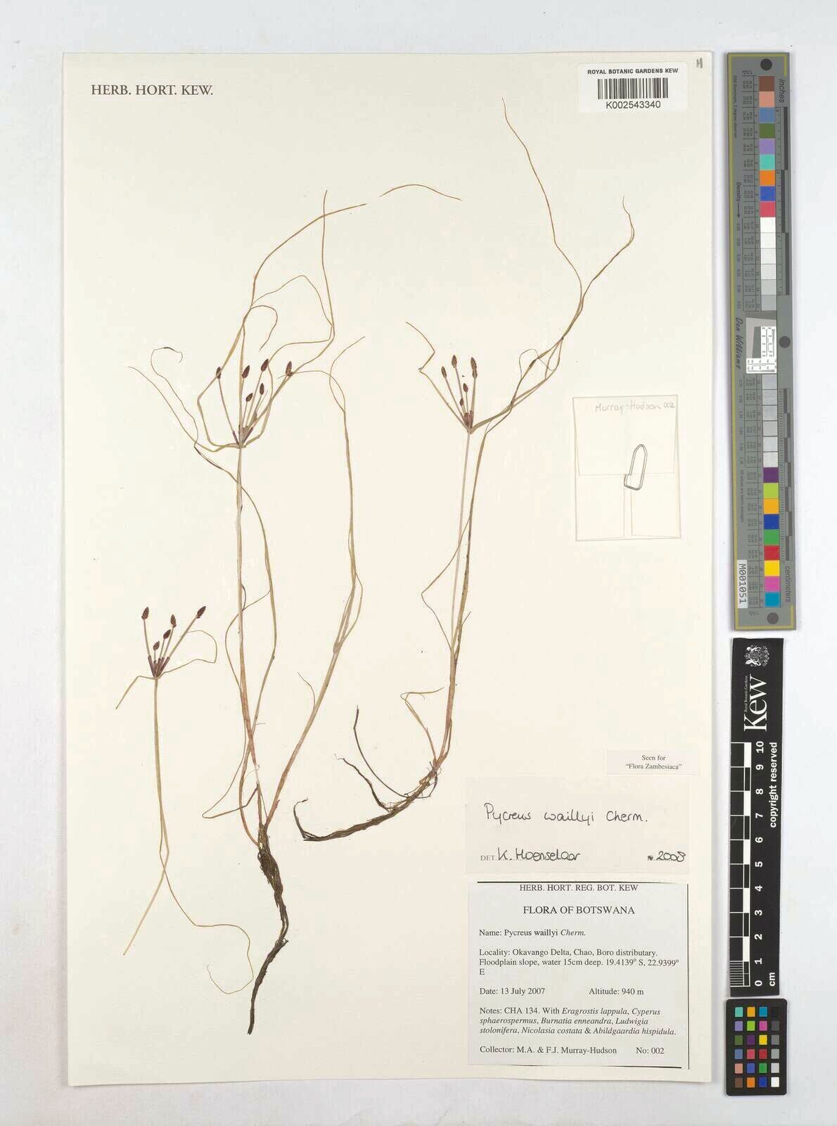 Cyperus waillyi — houseplant care guide