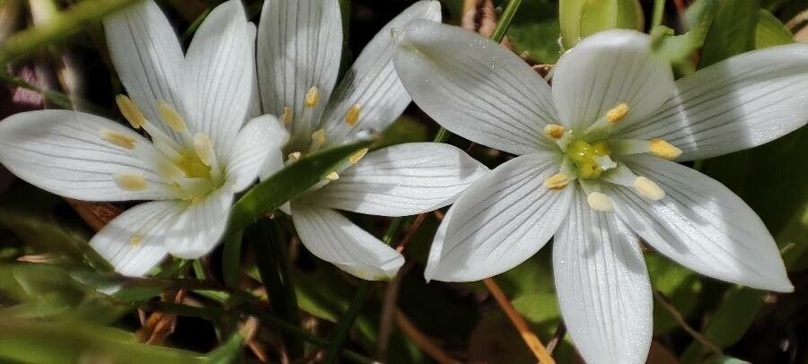 Ornithogalum broteroi flower