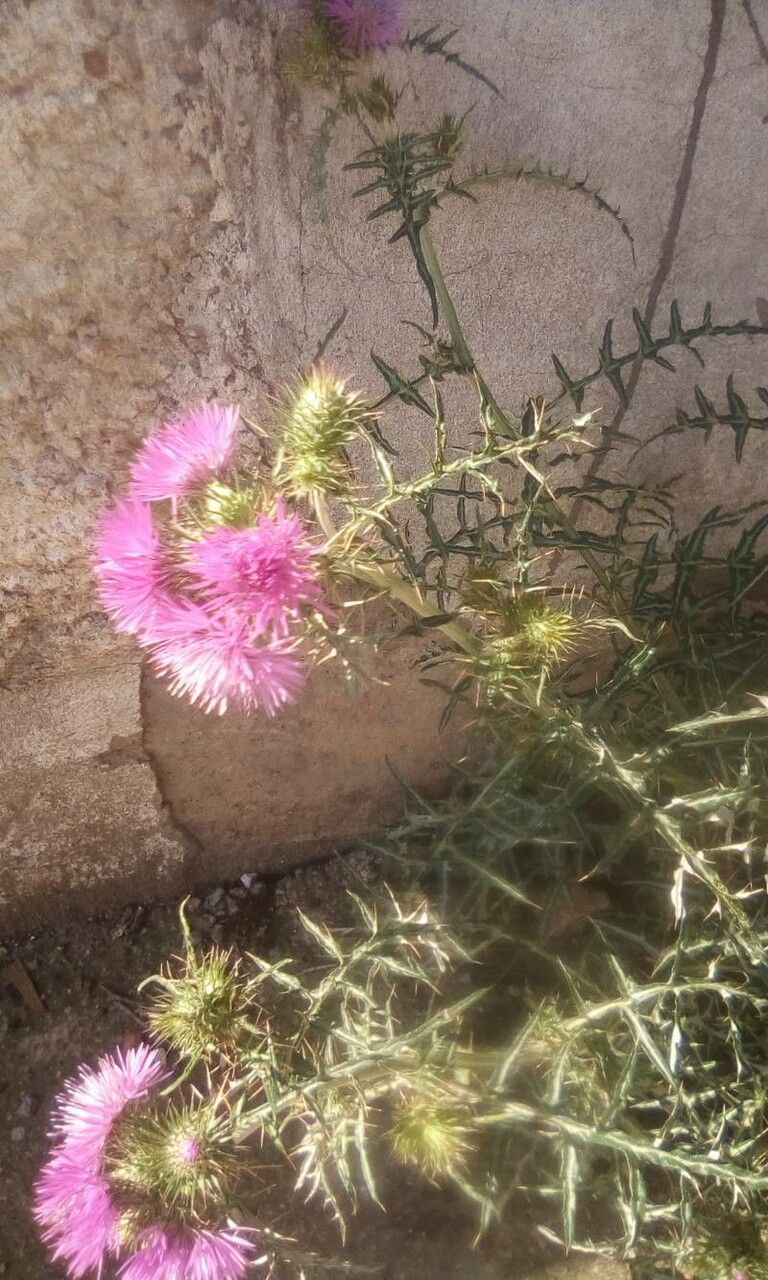 Cirsium rhaphilepis — search result for 'Cirsium'