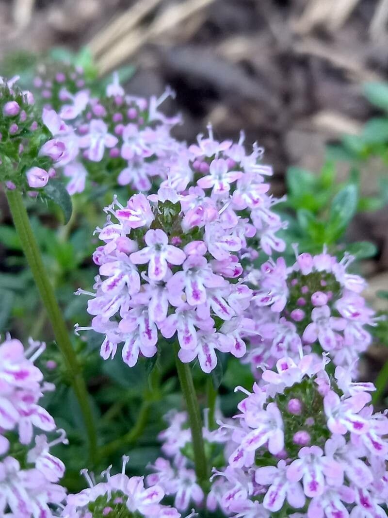 Thymus longicaulis flower
