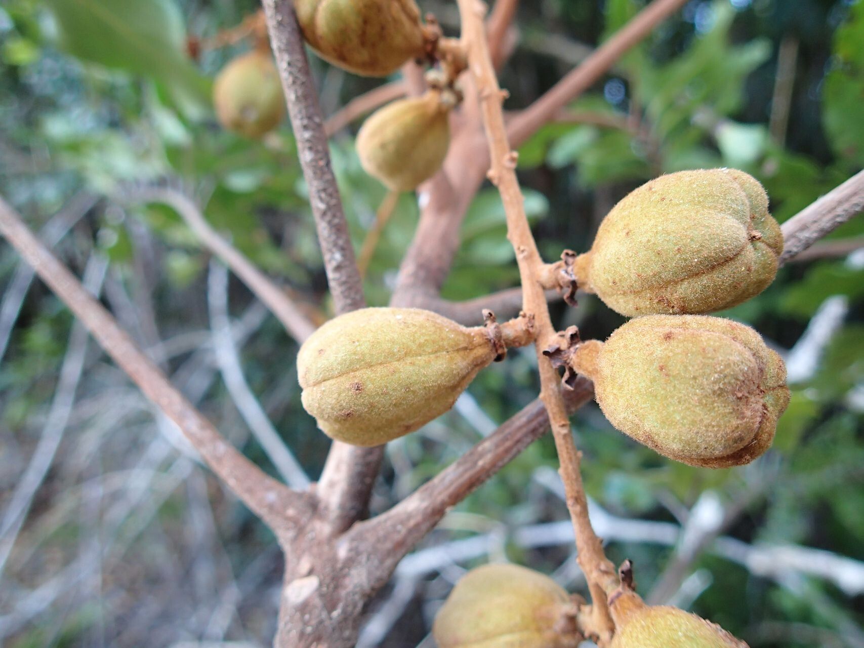 Cupaniopsis azantha fruit