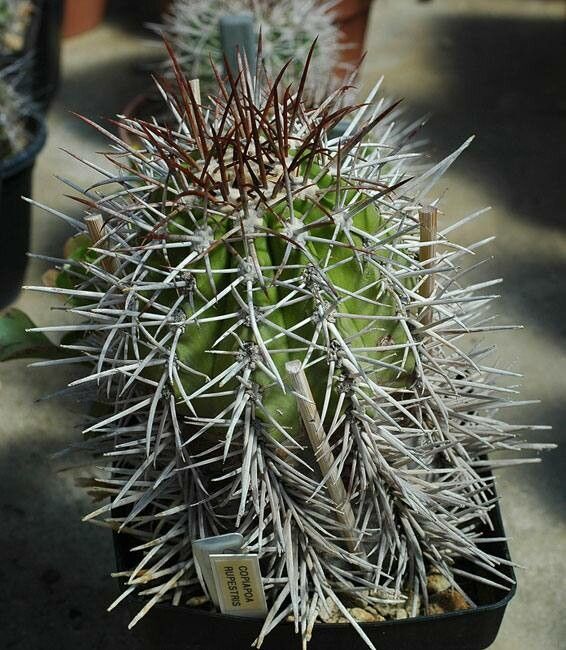 Copiapoa rupestris — houseplant care guide