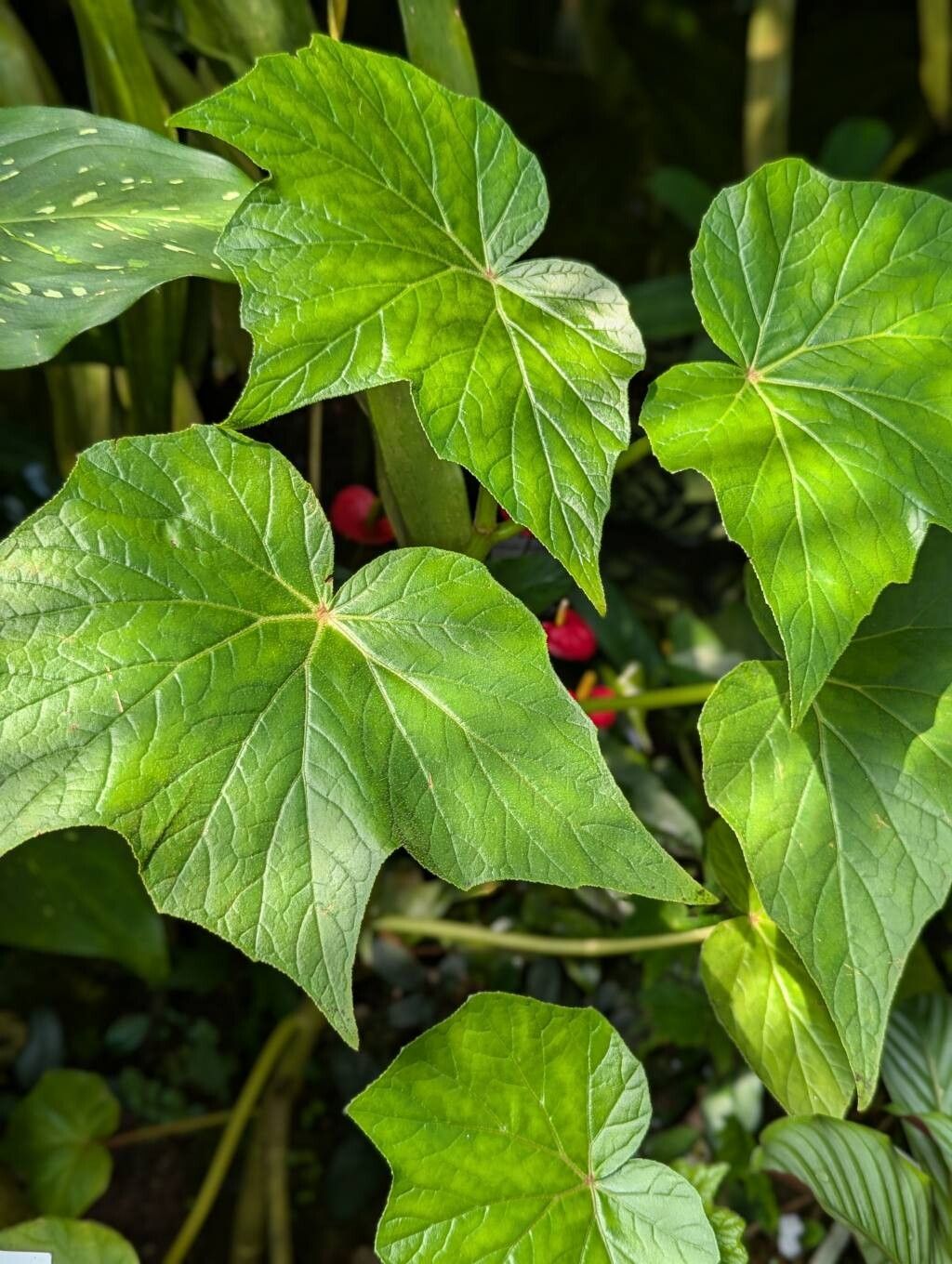 Begonia jocelinoi leaf