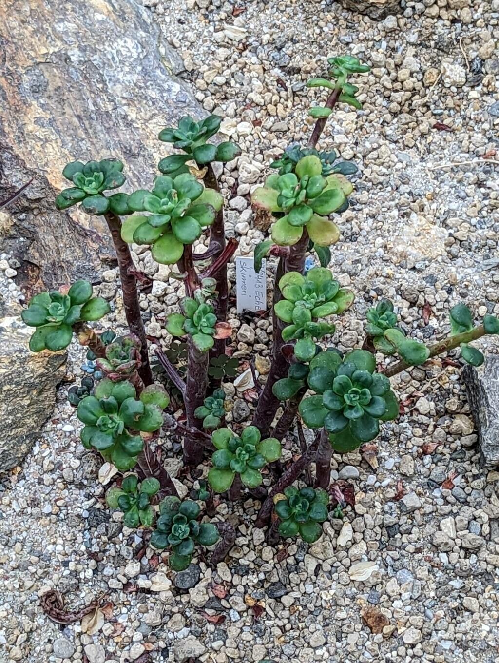 Echeveria skinneri leaf
