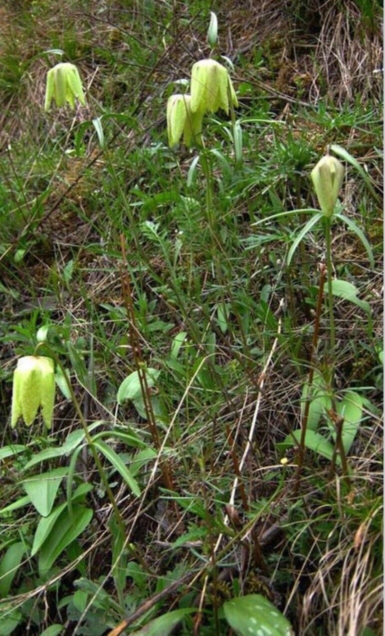 Fritillaria sonnikovae — houseplant care guide