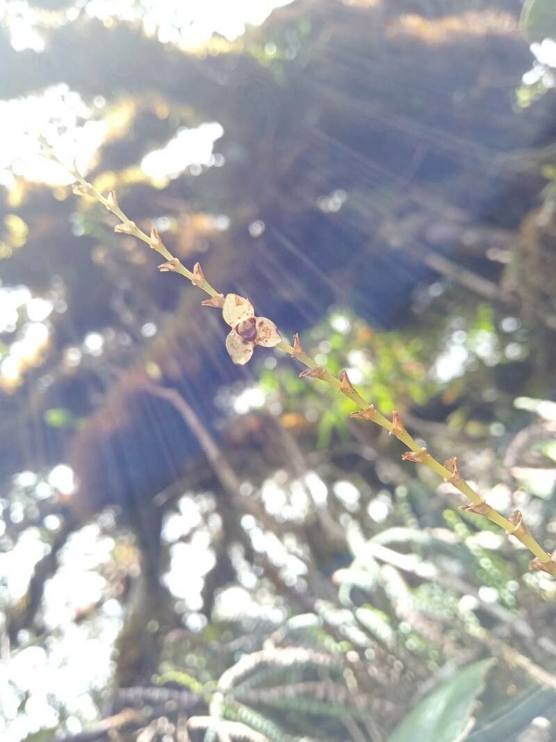 Stelis pusilla flower