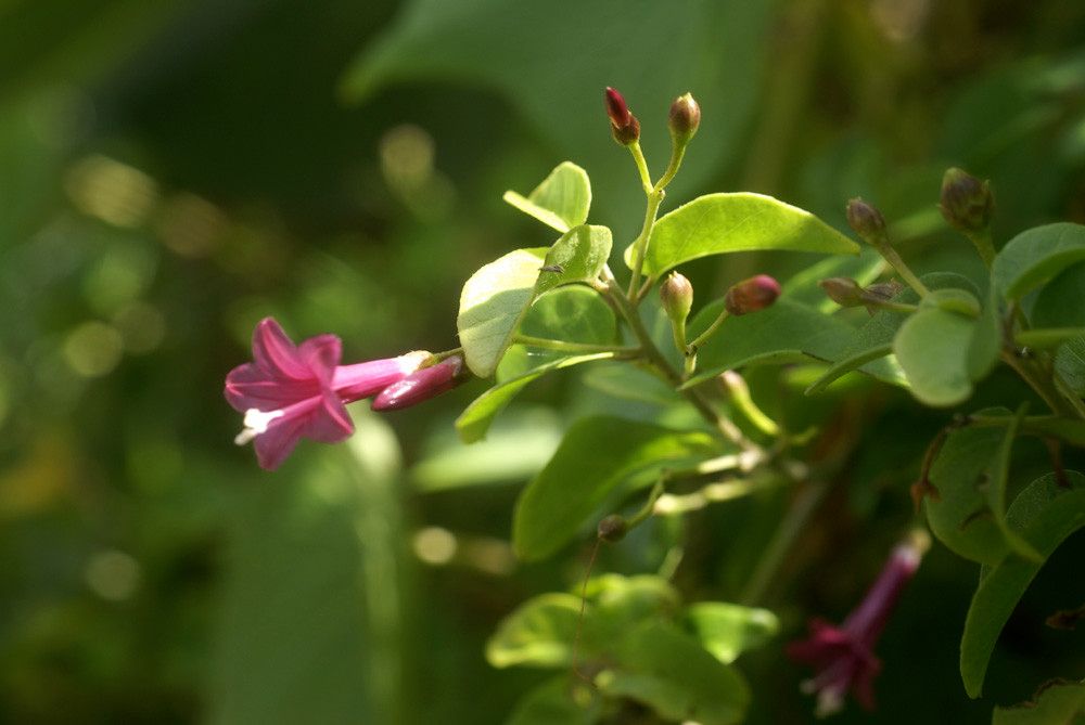 Jacquemontia solanifolia flower
