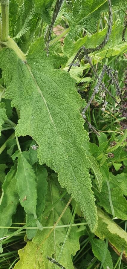 Salvia nilotica — search result for 'Ethiopia'