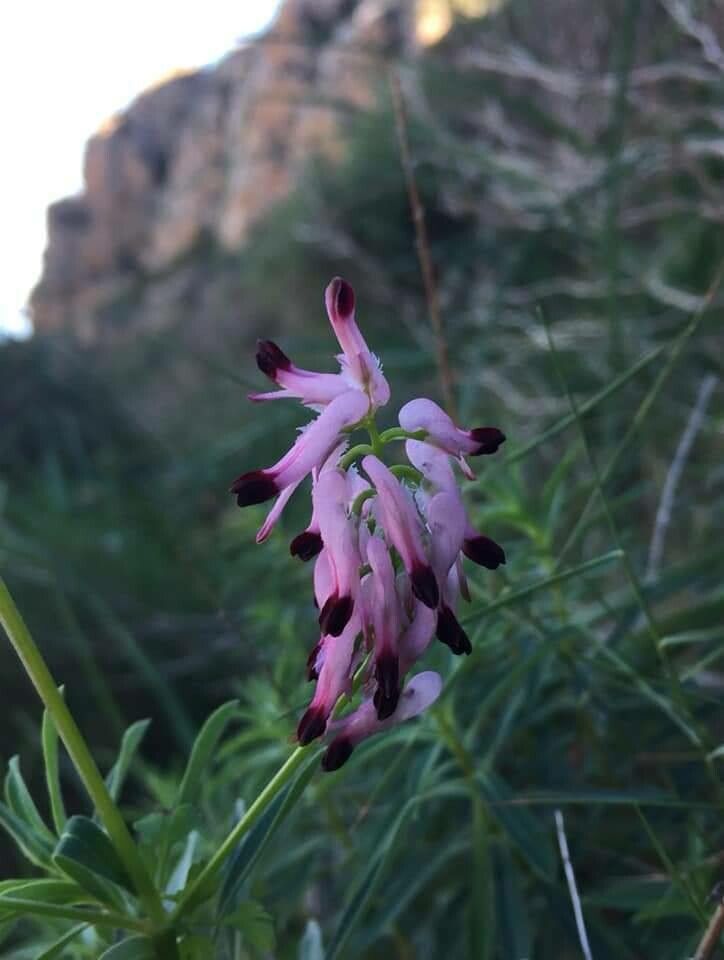 Fumaria melillaica — search result for 'Fumaria'