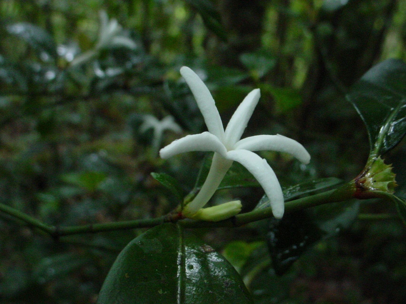 Psychotria microglossa flower