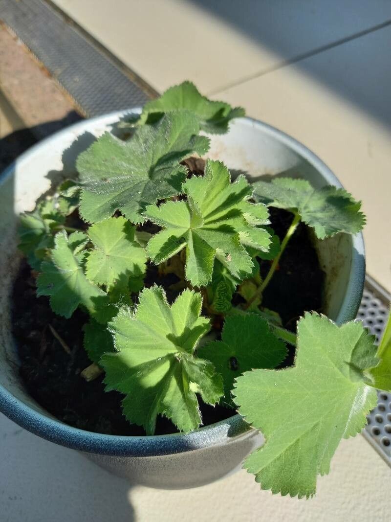 Alchemilla glaucescens — search result for 'Alchemilla'