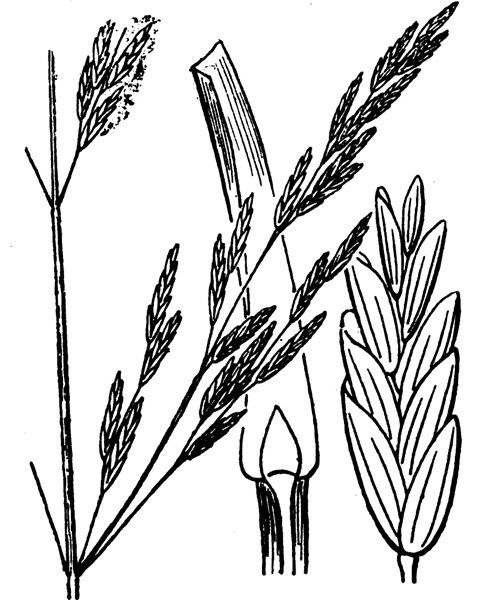 Puccinellia foucaudii — related species from the same genus