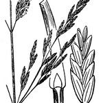 Puccinellia foucaudii