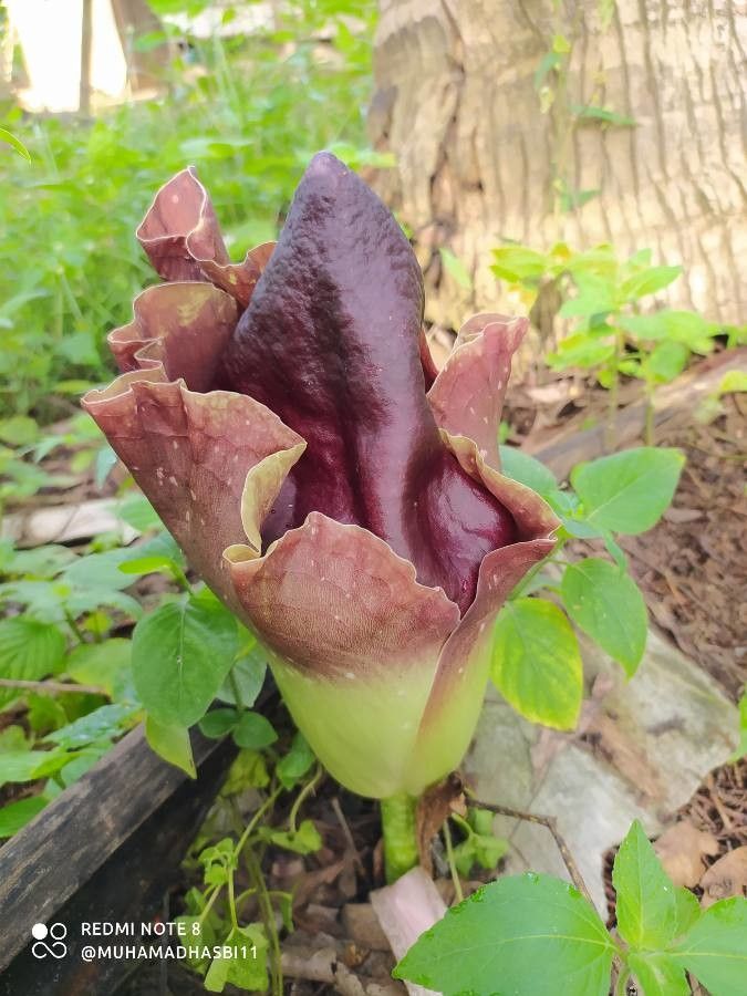 Amorphophallus paeoniifolius flower
