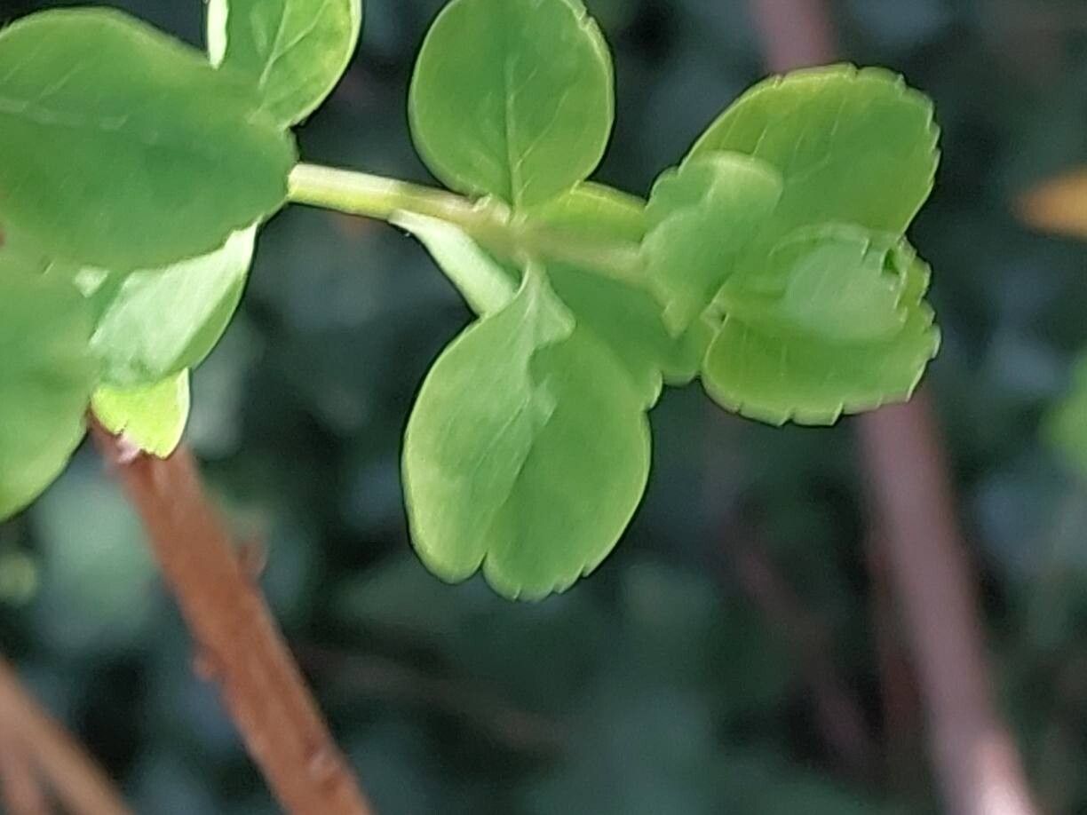 Spiraea crenata leaf
