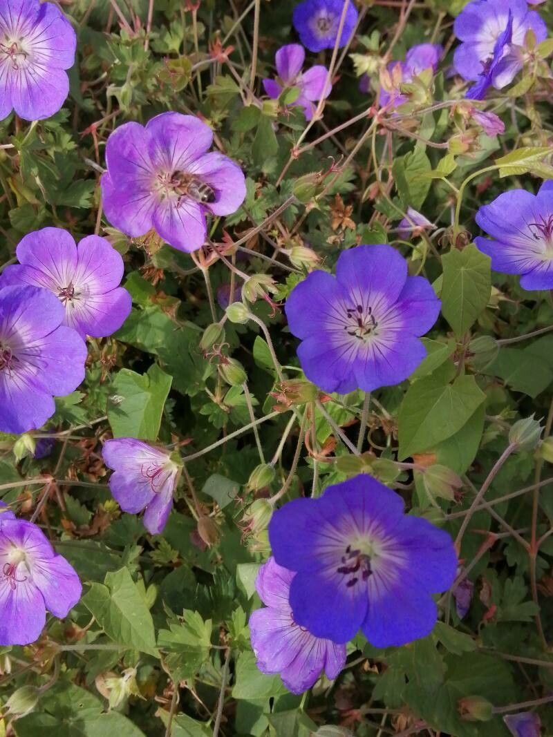 Geranium x hybridum flower