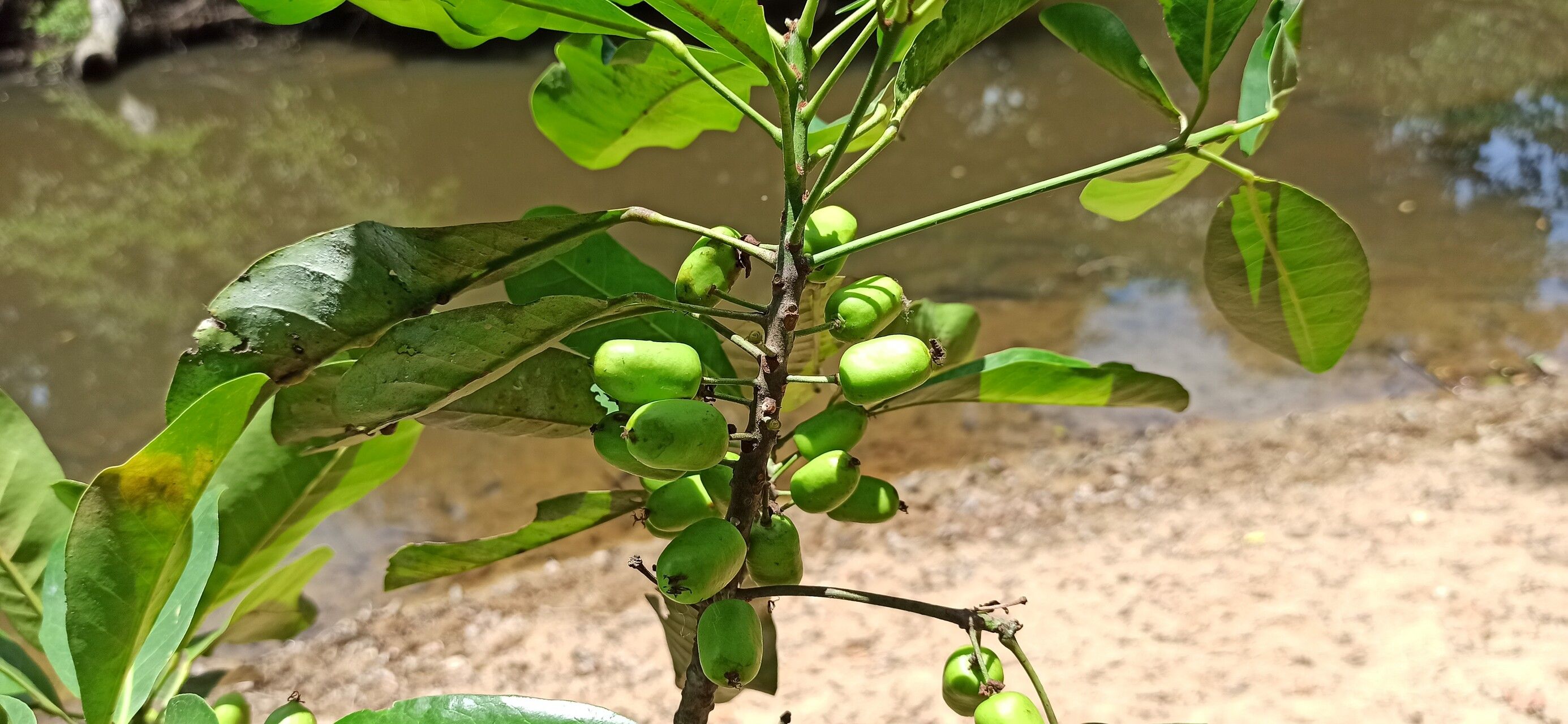 Uapaca heudelotii fruit