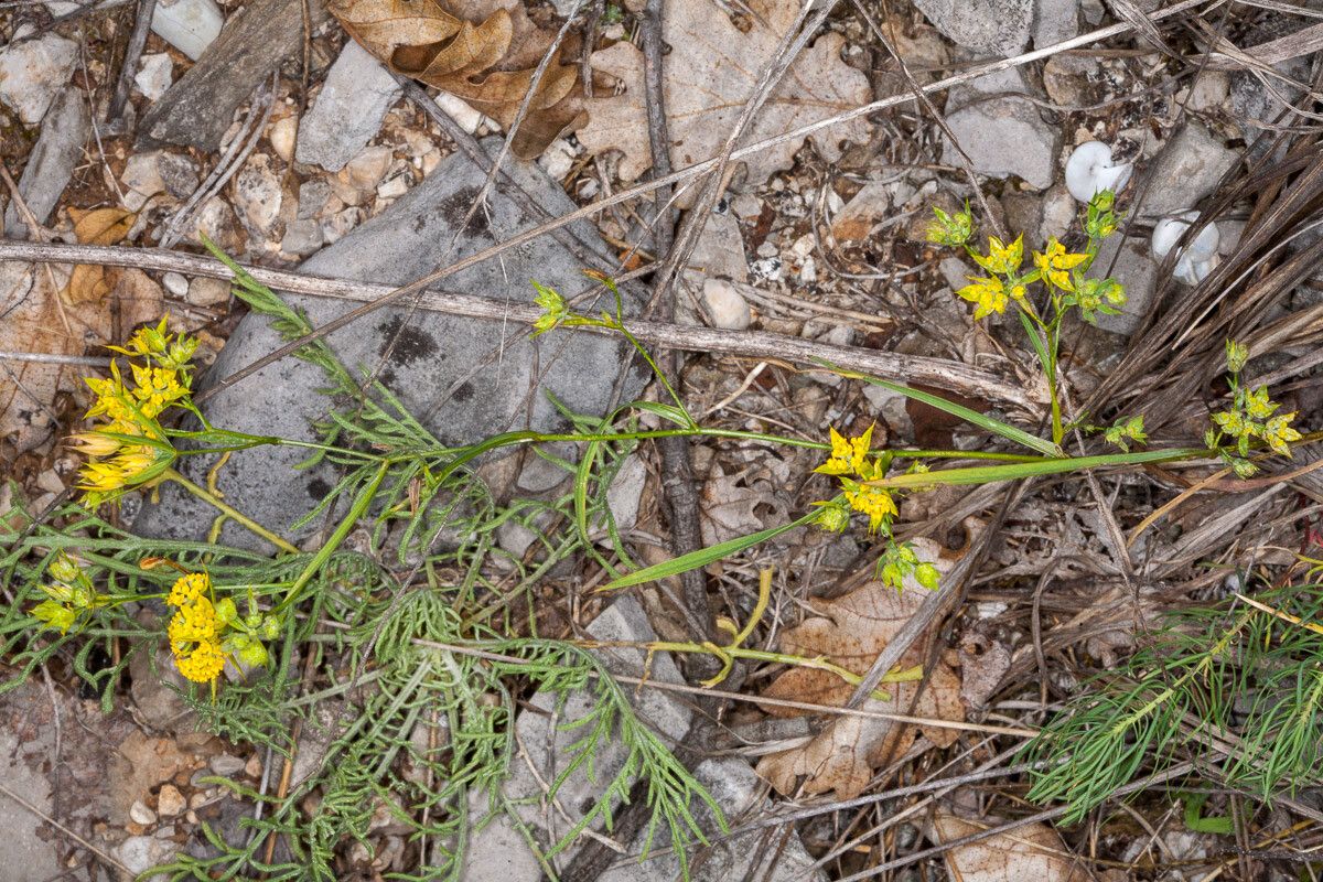 Bupleurum veronense — search result for 'Bupleurum'