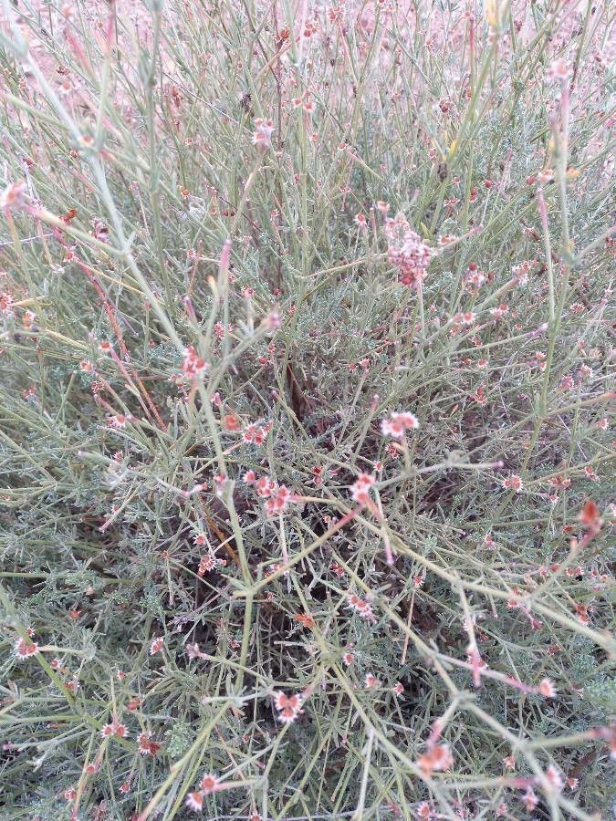 Eriogonum nudum — search result for 'Eriogonum'