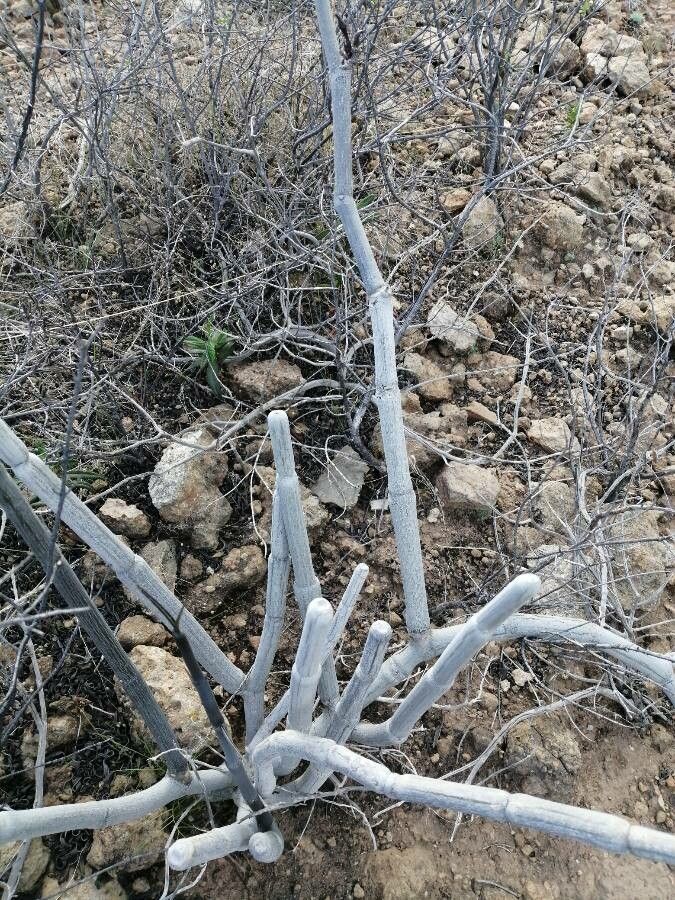 Ceropegia fusca bark