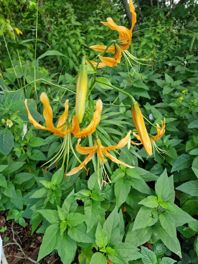 Lilium rosthornii habit