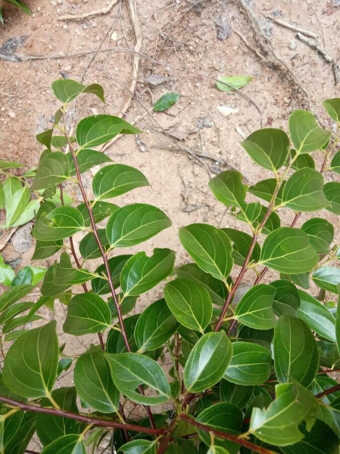 Goupia glabra leaf