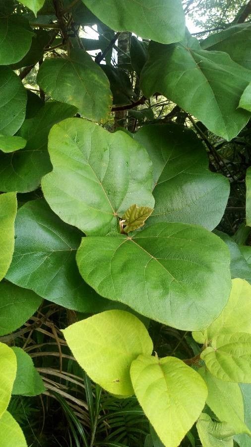 Ficus fulva — search result for 'Moraceae'