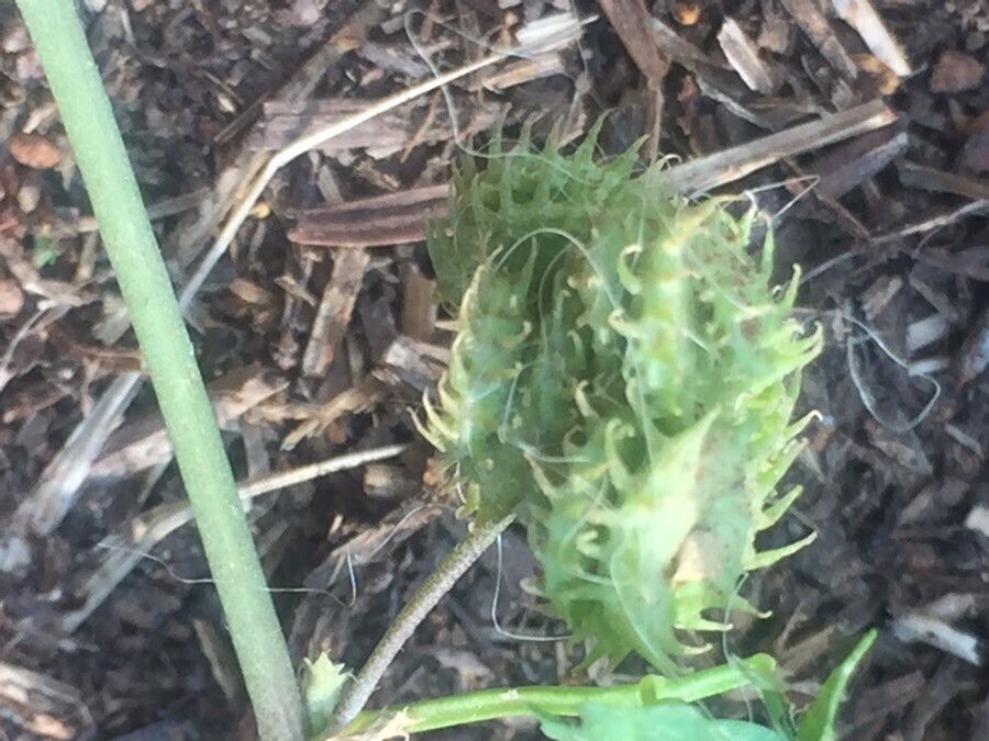 Medicago murex fruit