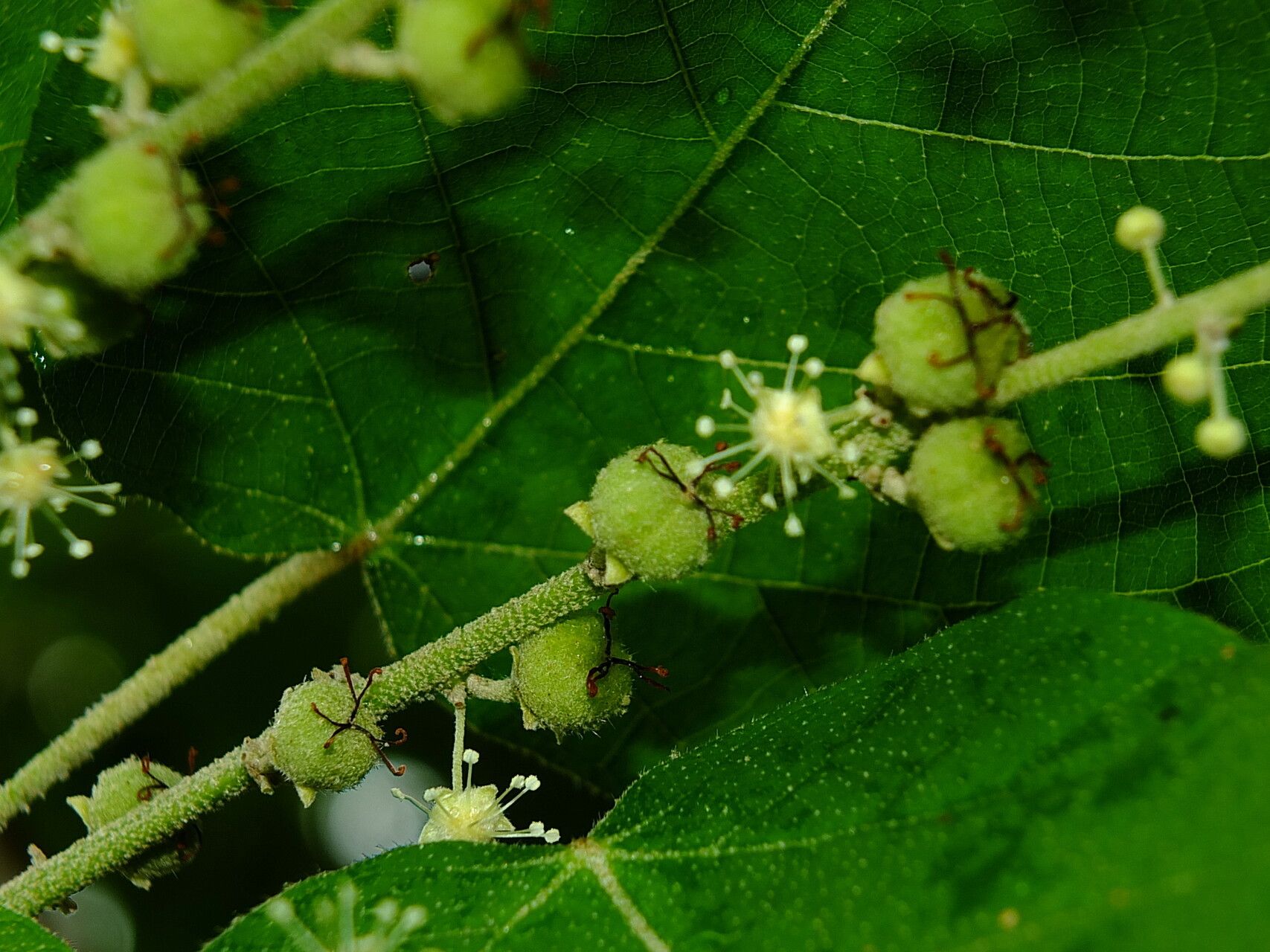 Croton draconoides flower