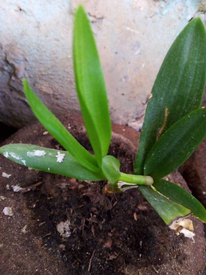 Polystachya masayensis — houseplant care guide