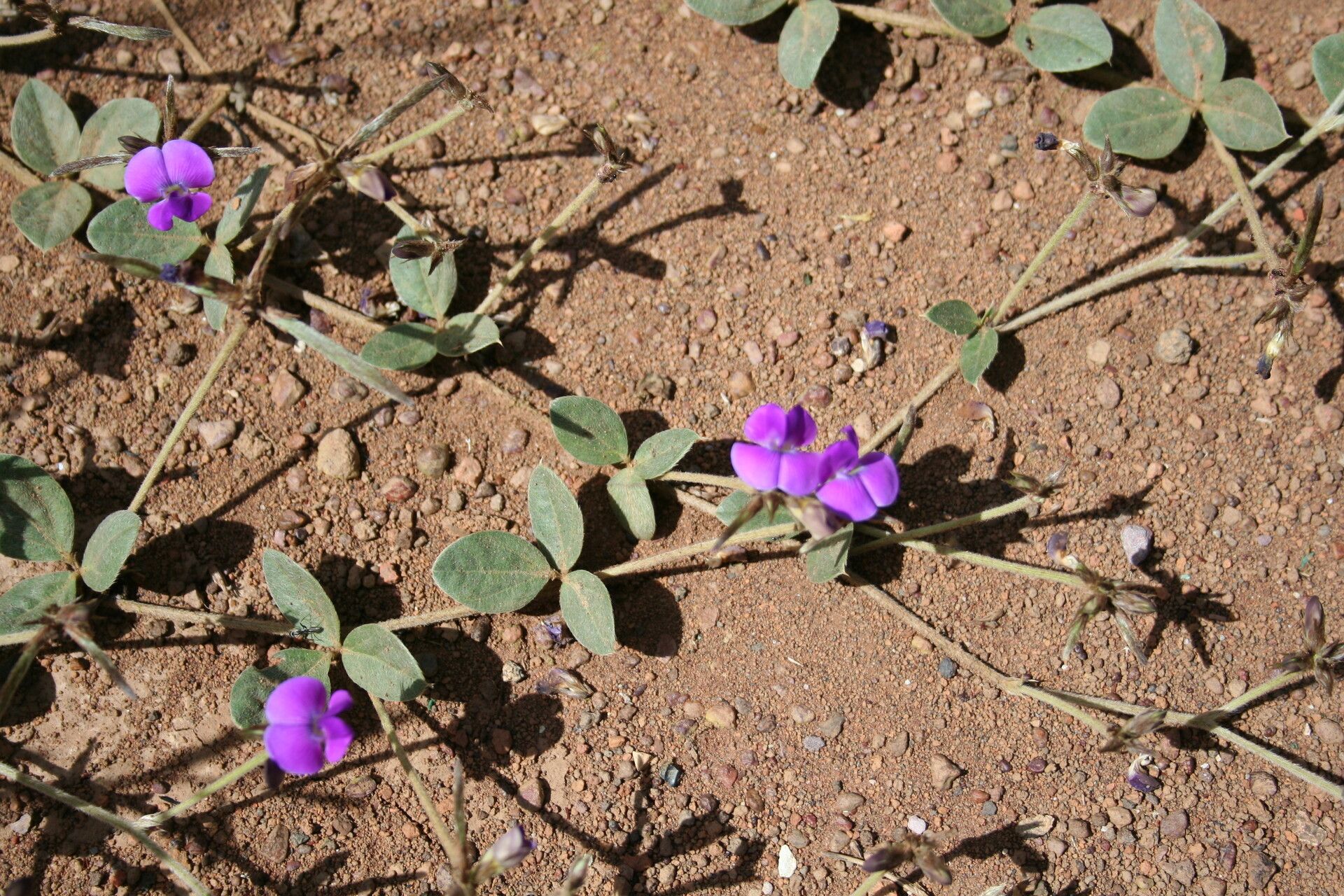 Vigna dolomitica habit