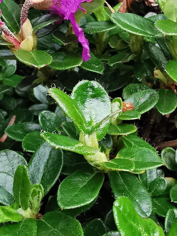 Rhododendron saluenense — houseplant care guide