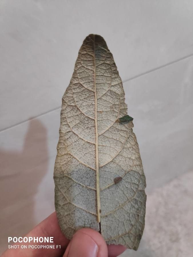 Vernonanthura discolor leaf